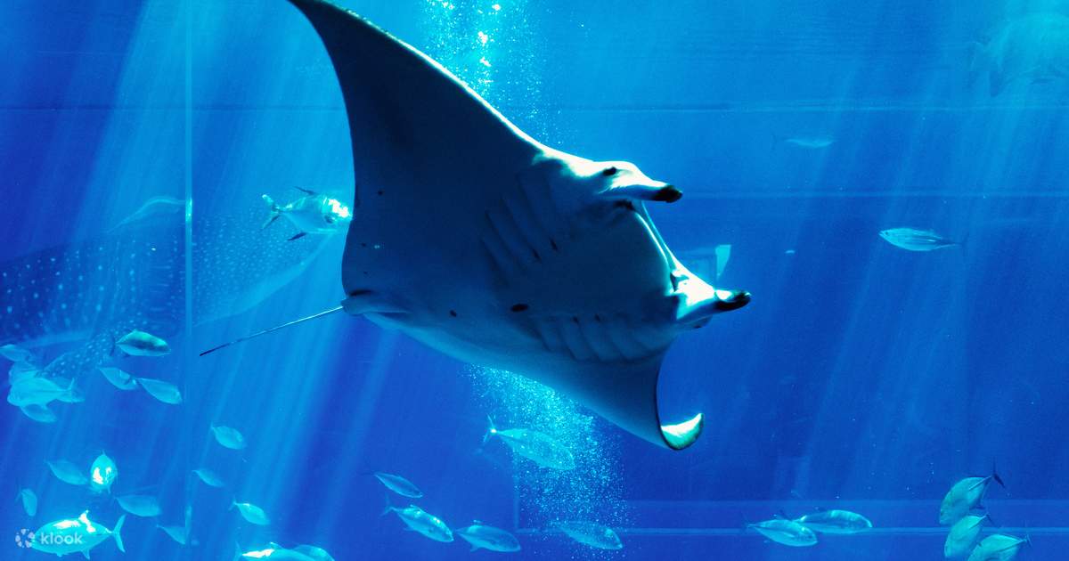 沖縄美ら海水族館チケット❗ 沖縄】開館20周年「沖縄美ら海水族館」の魅力を徹底解説。ジンベエザメ